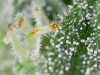 trichs 2.png