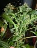 Southern Skunk Colas 2.JPG