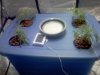 aeroponic.jpg