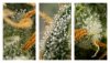 Dinafem White Siberian Day 42 Flower Trichomes - 3 Panel Image.jpg