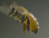 bee.gif