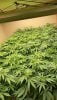 cannabis-plants-under-medic-grow-led.jpg