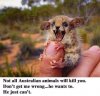 aussie animals.jpg