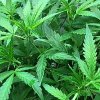 Marijuana_Plant_03-e1506343229535-200x200.jpg