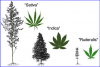 Cannabis-vernacular-taxonomy-image-adapted-from-Anderson-71-courtesy-of-the-Harvard.png