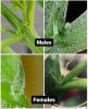 sexing-cannabis-plants-male-female-preflower.jpeg