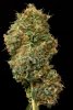 Dinafem Blue Widow Harvest Bud At Wife Friendly Stage.jpg