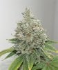 Mothers Hashplant #4 - Copy.JPG