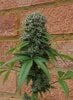 Mothers Hashplant #5 - Copy.JPG