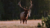 ruttingelk.gif