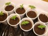 swtsteffi16-albums-1st-garden-indoor-grow-our-babies-picture68064-about-week-old-started-8.jpg