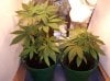 swtsteffi16-albums-1st-garden-indoor-grow-our-babies-picture68068-moreee-vegging-first-grow-so.jpg