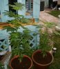 swtsteffi16-albums-1st-garden-indoor-grow-our-babies-picture68746-2-6-plants-outdoors-almost.jpg