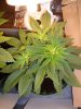 swtsteffi16-albums-1st-garden-indoor-grow-our-babies-picture68069-so-its-been-3-days.jpg