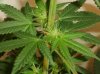 swtsteffi16-albums-1st-garden-indoor-grow-our-babies-picture68087-yummy-buds-meghan-taken-july.jpg