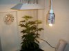 swtsteffi16-albums-1st-garden-indoor-grow-our-babies-picture68750-new-grow-set-up-lara.jpg