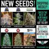 New Seeds August.jpg