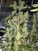 Atomicstomper9day54tall.jpg