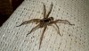 3072_wolf_spider_bite-spider-642x361-slide1.jpg