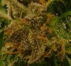 Amnesia Haze Aug 20 Closeup 2.jpg