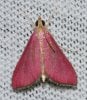 Pyrausta_inornatalis_-_Inornate_Pyrausta_Moth_(14919427565).jpg