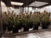 FC4800+TSW2000+8X8 GROW TENT-MONKEY DOUGH X NUKEN+SKUNK MONKEY X NUKEN. f...jpg