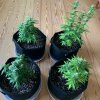 4672443_grow-journal-by-leastexpectedgrower.jpg