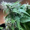 4672439_grow-journal-by-leastexpectedgrower.jpg