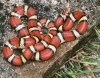 Coral-Snake.jpg