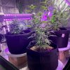 4657054_grow-journal-by-leastexpectedgrower.jpg