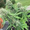 4720566_grow-journal-by-leastexpectedgrower.jpg