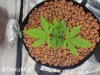 medic-grow-ez-8-review-50_g_163042.jpg