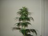 24 days of flowering 014.jpg