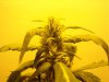 day 27 flowering 004.jpg