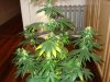 day 30 of flowering 008.jpg