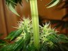 day 30 of flowering 006.jpg