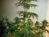 day 31 of flowering 011.jpg