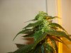 day 31 of flowering 013.jpg