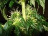 day 31 of flowering 006.jpg