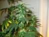 day 31 of flowering 009.jpg