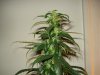 day 31 of flowering 001.jpg