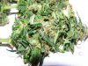 Strawberry Cough Bud Shot.JPG