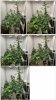 full grow lapse.jpg