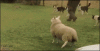 sheep-dog-happy.gif