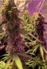 4757375_grow-journal-by-leastexpectedgrower.jpg