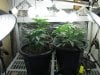 socal70-albums-1st-grow-picture70207-day33-0454.jpg