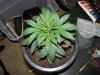 socal70-albums-1st-grow-picture70205-day33-0452.jpg