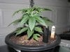 socal70-albums-1st-grow-picture70204-day33-0451.jpg