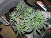 socal70-albums-1st-grow-picture70203-day33-0450.jpg