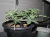 socal70-albums-1st-grow-picture70201-day33-0448.jpg